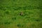 A Beautiful Baby Sandhill Crane Playing in Tall Grass in Alaska, USA