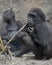 Beautiful Baby Silverback in Focus with other Primate in Background