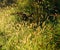 Beautiful back lit golden seed heads among the green grass