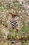 Beautiful back looking view of a hoopoe bird.