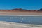 Beautiful background with Altiplanic Lagoon, a shallow saline lake and blue sky