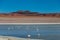 Beautiful background with Altiplanic Lagoon, a shallow saline lake and blue sky