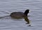 Beautiful background with amazing american coot in the lake