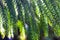 Beautiful background with cedar needles. Selective focus