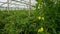 A beautiful background depicting growing tomatoes in a greenhouse.