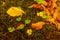 Beautiful background with fallen colored leaves and green clover
