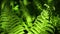 Beautiful background of ferns green foliage leaves a sunny day