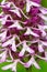 Beautiful background flowering medicinal plant Orchis monkey