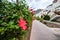 Beautiful background with flowers, hotel in the background. Selective focus. Los Gigantes, Tenerife