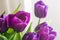 Beautiful background of fresh tulips, symbol of warmth and spring