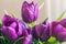 Beautiful background of fresh tulips, symbol of warmth and spring