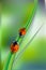 Beautiful background with green grass and ladybug. Green nature background, ladybirds on grass, green bokeh background