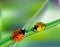 Beautiful background with green grass and ladybug. Green nature background, ladybirds on grass, green bokeh background