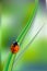 Beautiful background with green grass and ladybug. Green nature background, ladybirds on grass, green bokeh background