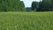 Beautiful background green wheat field and forest