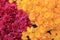Beautiful background image of hardy mums in the color of yellow and pink
