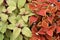 Beautiful background image of red and green healthy leaves of coleus plants