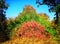 A beautiful background landscape of colorful foliage is like a rainbow in the summer, autumn season.