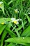 Beautiful background made with young green leaves and bright narcissus flower