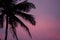 Beautiful background of palm trees bewitching sunset