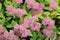 Beautiful background of pink oregano flowers