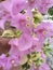 beautiful background purple bougainvillea bunga