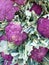Beautiful background of purple cauliflowers, from organic cultivation
