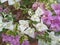 beautiful background purple and white bougainvillea bunga