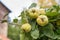 Beautiful Background. Quince tree growing in the garden.