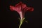 Beautiful background with red petunia petunia grandiflora