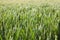 Beautiful background showing sun kissed young green corn field in spring