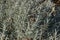 Beautiful background of silver sage Artemisia cana with evergreen narrow silver-grey aromatic leaves