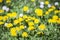 Beautiful background in springtime lot of yellow dandelion blossoms in sunlight