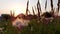 Beautiful background at sunset, white fluffy flowers of burdock in a field in sunset lights, in the wind, swaying close