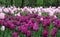 Beautiful background tulips in purple