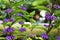 Beautiful background of violet and green seed Japanese herb tree