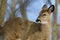 Beautiful background with a wild deer in the forest