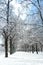 Beautiful background with winter landscape, alleys with snowy trees in a park in Munich