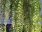 Beautiful background with young green ferns leaves sway in the wind blow and sunlight. Elegant green background of green leaves.