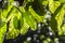 Beautiful backlit image of overhanging green leaves from a tree