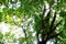 Beautiful backlit lush green leaves in forest