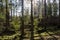 Beautiful backlit mossy forest