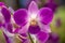 Beautiful Backlit Orchid In Purple