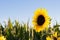 beautiful backlit sunflowers in the soft morning light with blue sky