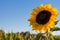 beautiful backlit sunflowers in the soft morning light with blue sky