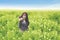 Beautiful backpacker pointing at you in flower field