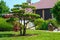 Beautiful backyard garden with nicely trimmed bonsai, bushes and trees.