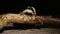 A beautiful Badger Meles meles foraging for food on a log in the Highlands of Scotland at night.