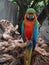 Beautiful Bahamas parrot