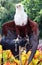 Beautiful bald eagle on hand